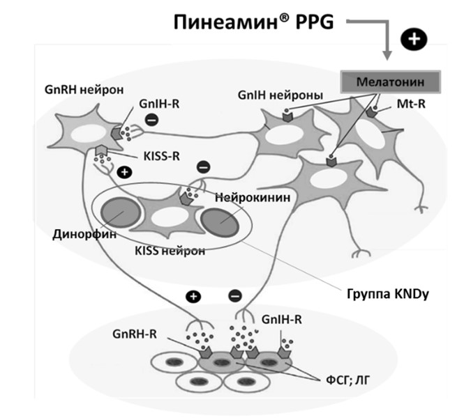Рис. 1